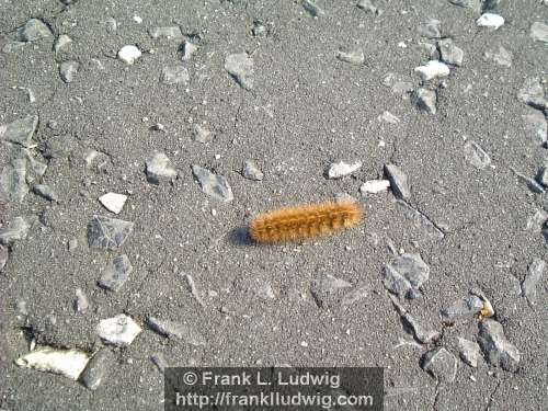 Caterpillar on the Run